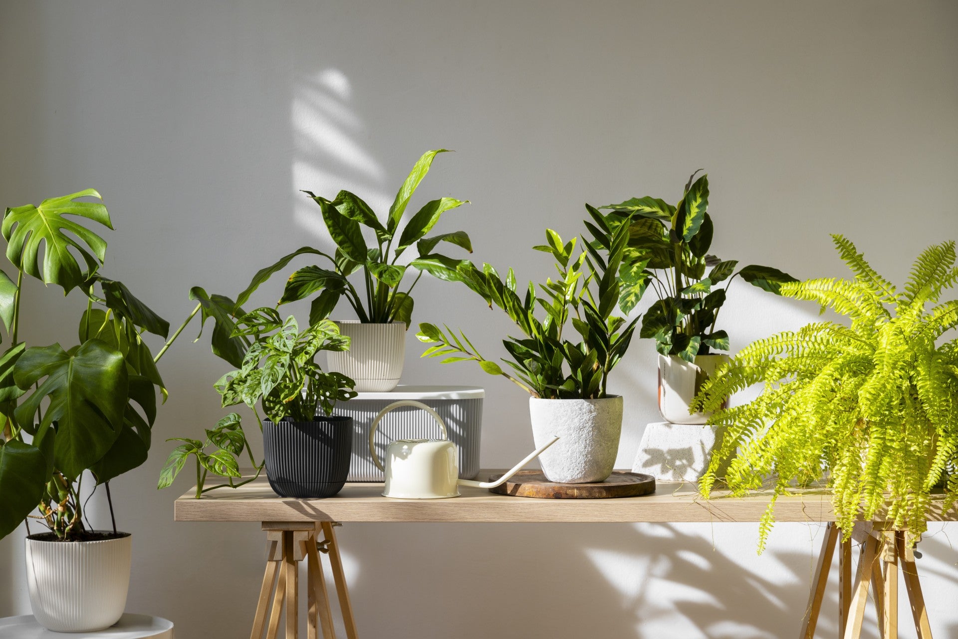 Hanging Plants